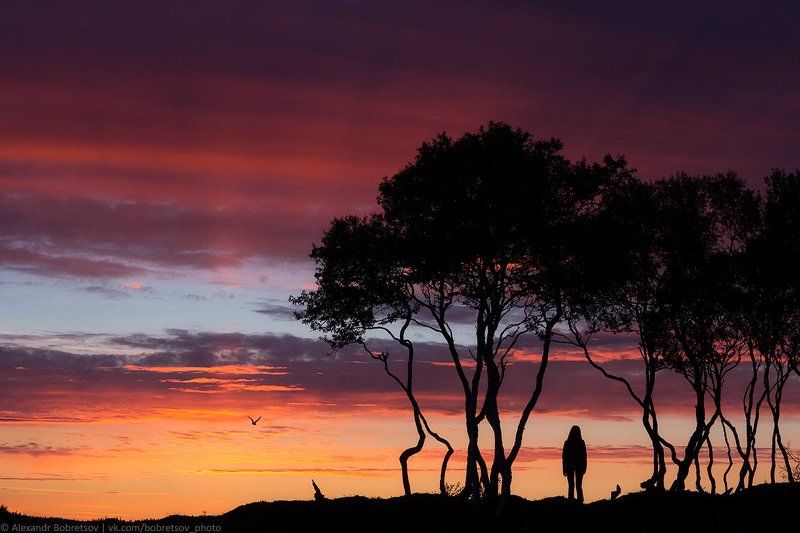 закат, лето, силуэт, соловки *** фото превью