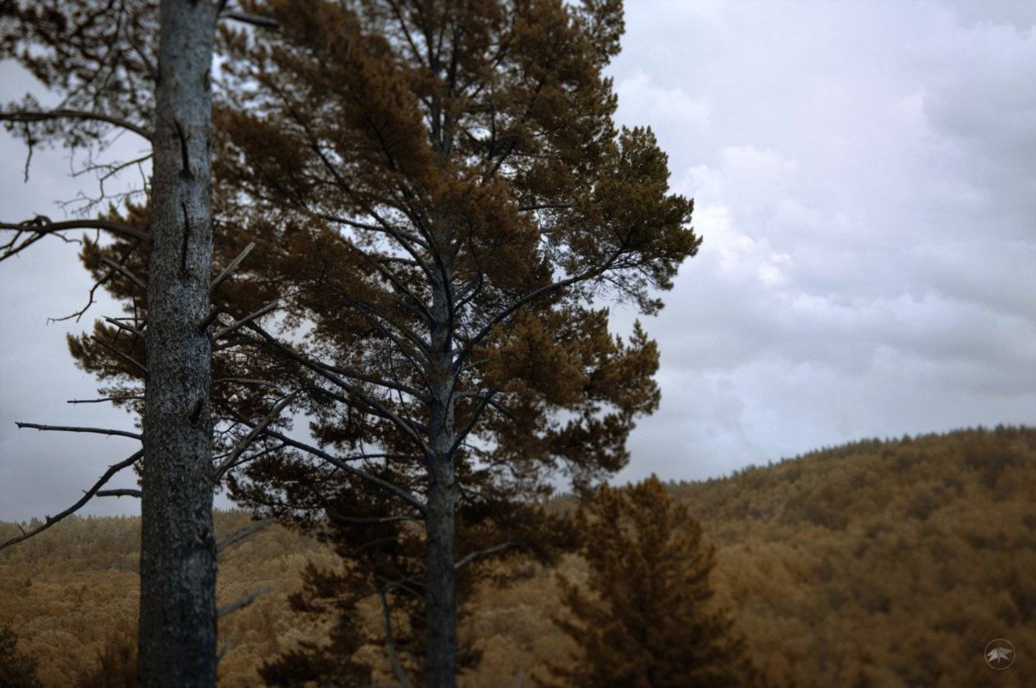 лес, яга, мрачно, облака, пугающе, осень, деревья, горы, листья, сухие, ветки, 45ts-e, художественная, съемка, обработка, Роман Золотой