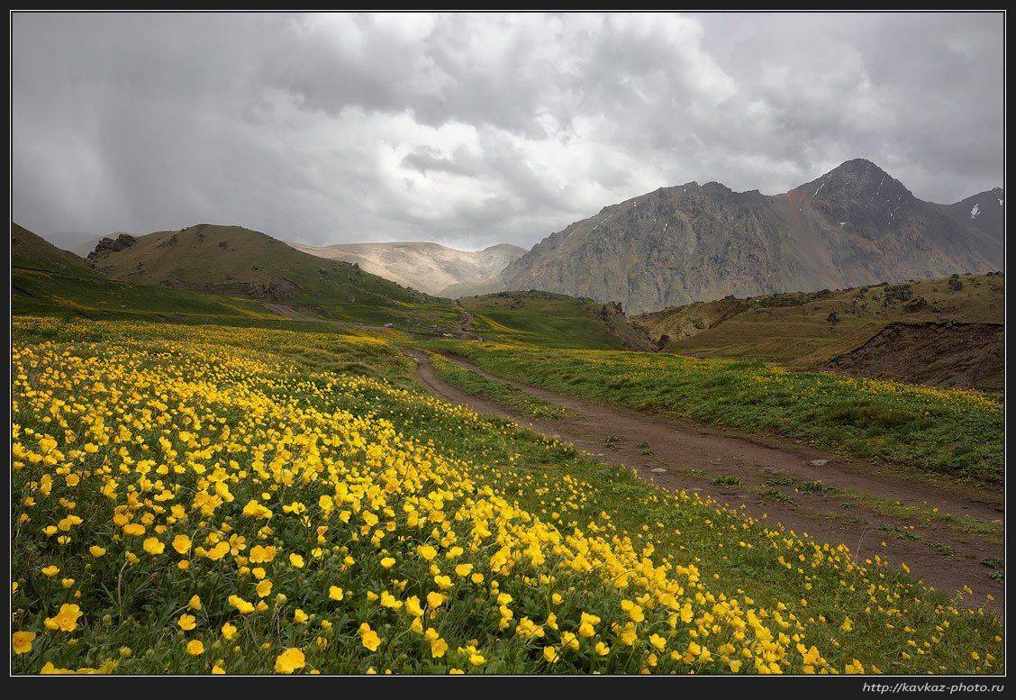 , Николай Стюбко