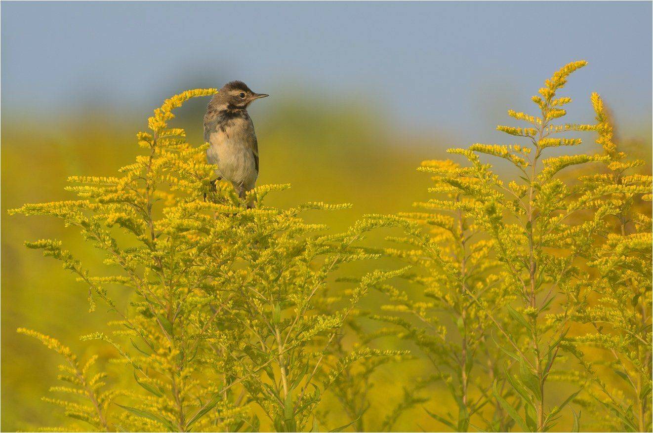 , Руслан Сигушин