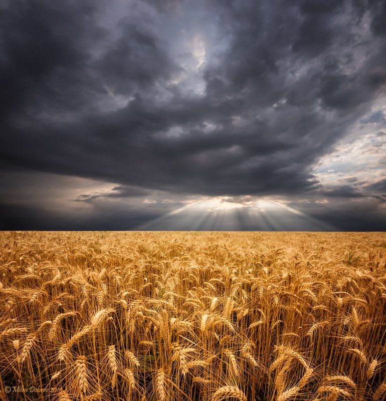 Summer, agriculture, landscape, clouds, crops, field *** фото превью