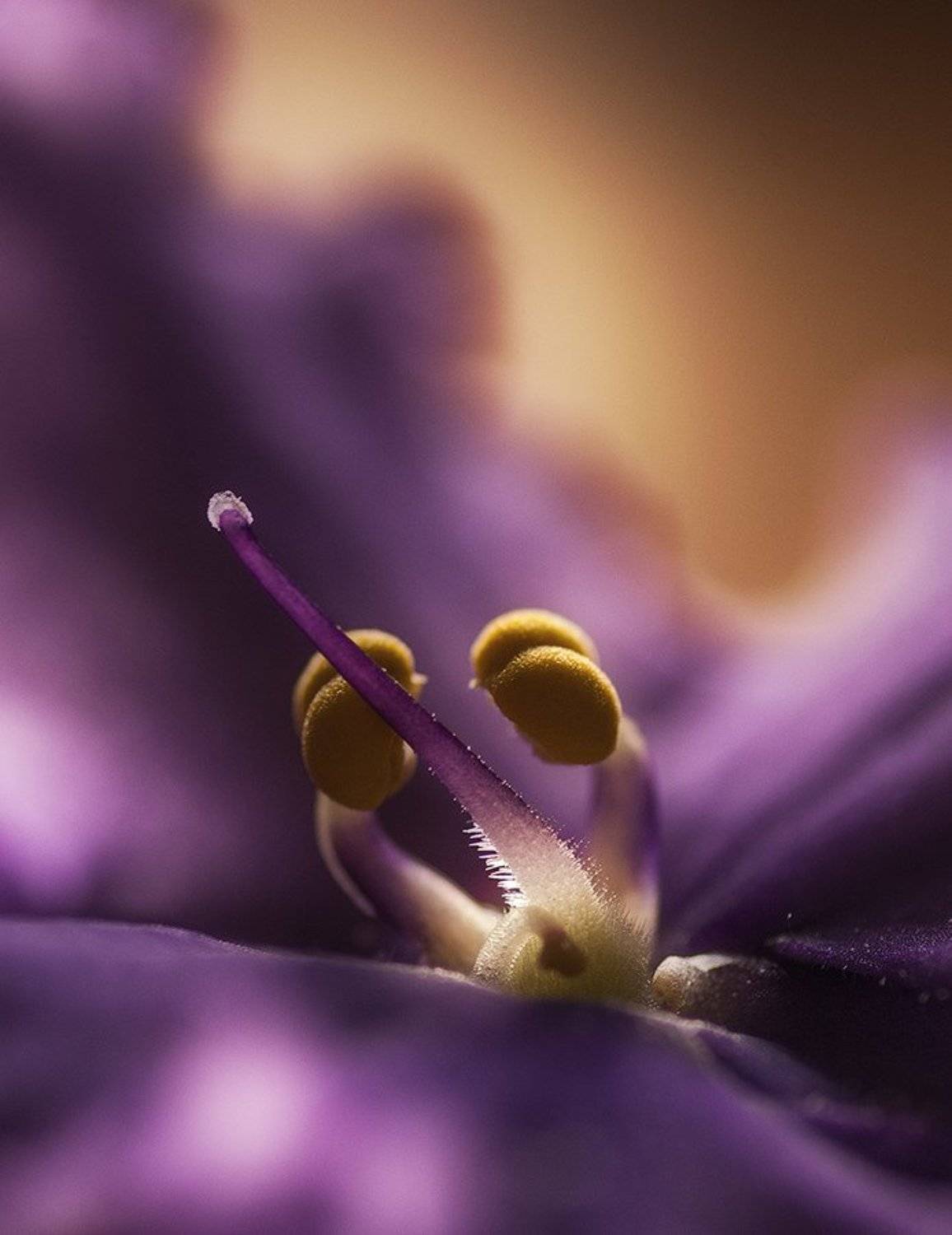 фиалка, Александр