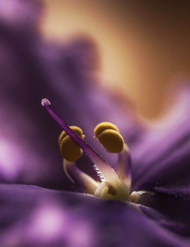 фиалка Children of Nature фото превью