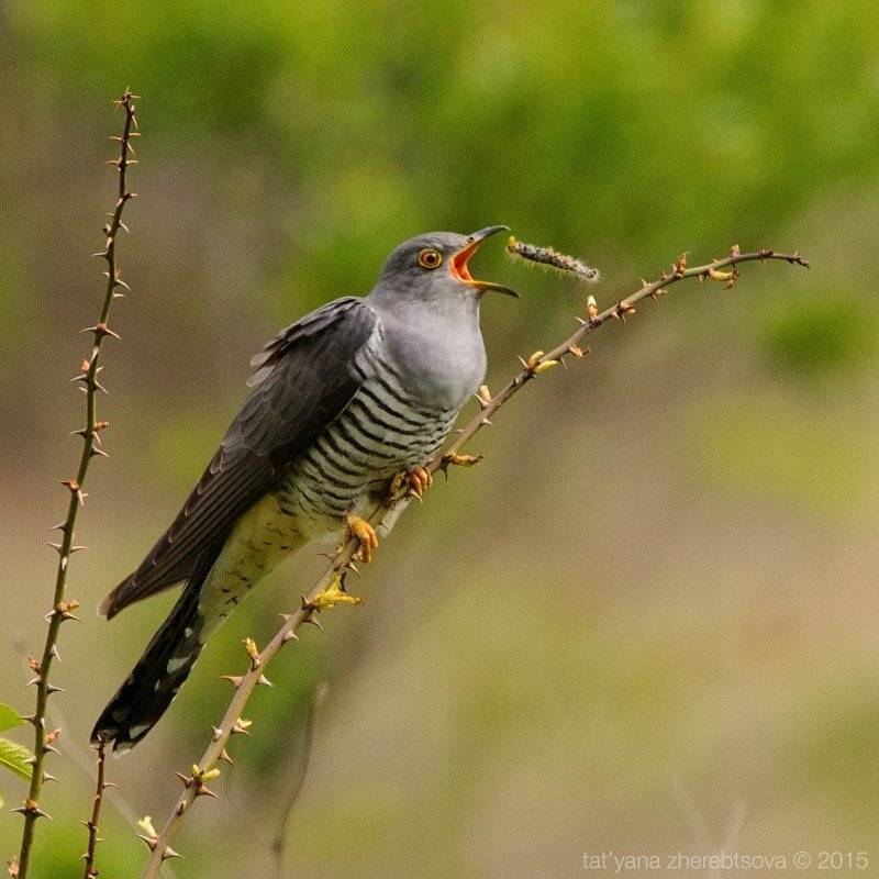 кукушка, Татьяна Жеребцова