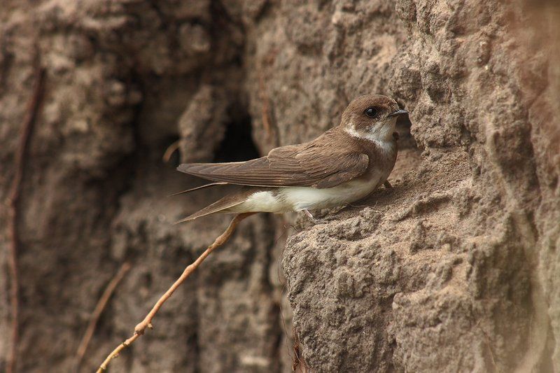 Ласточки береговушки фото превью
