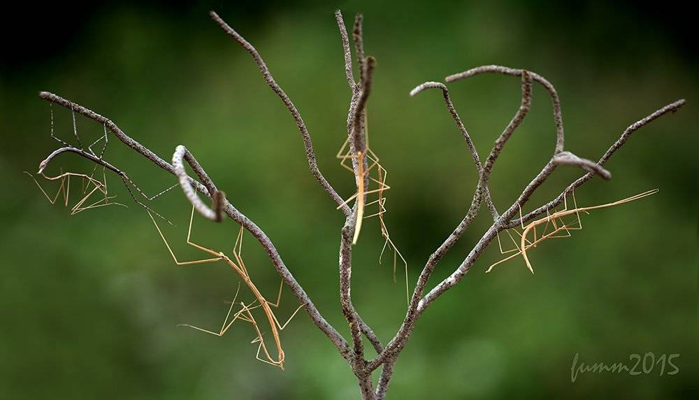 , Игорь ФУММ