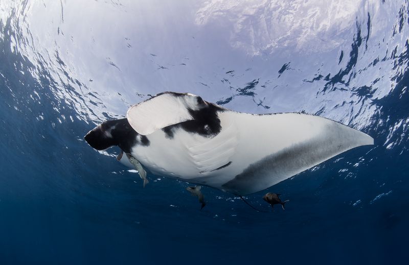 Морская птичка. фото превью