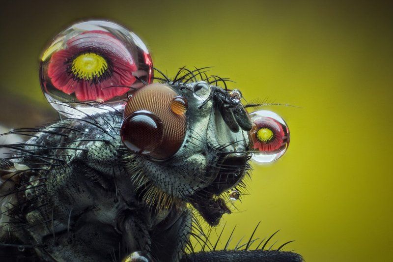 Макро фото превью