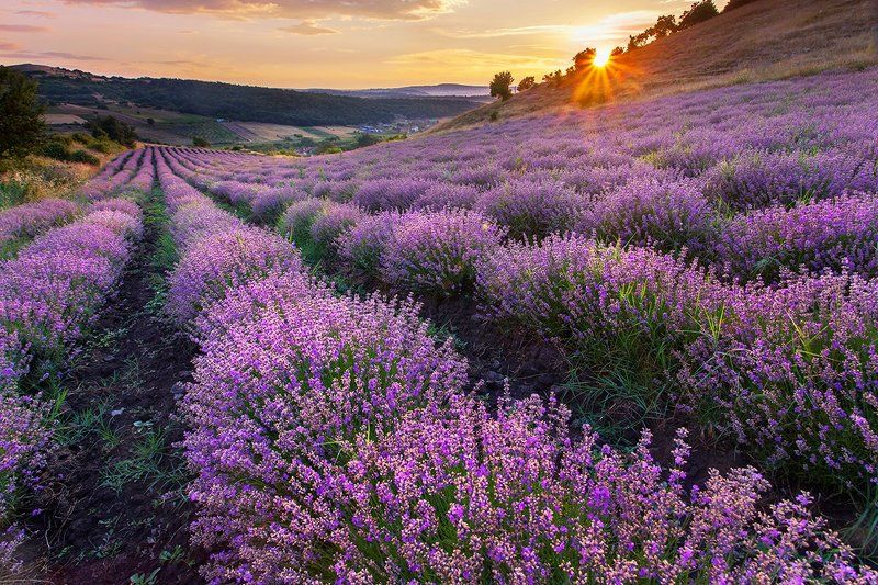 Болгария Лавандовый Вечер фото превью