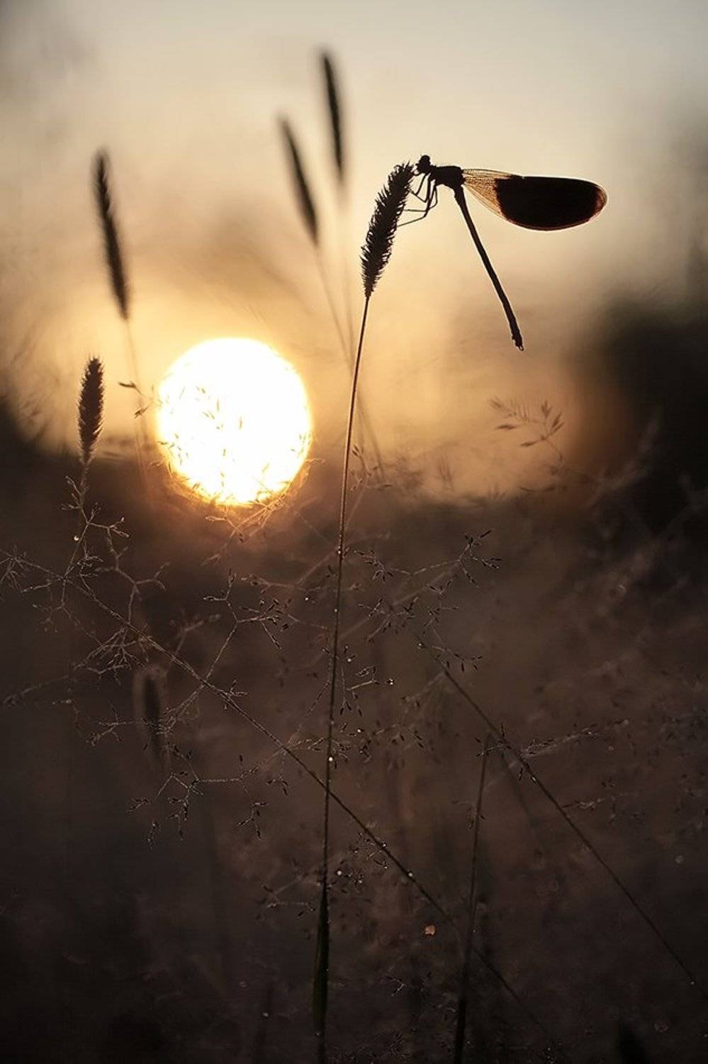 , Иваненко Светлана