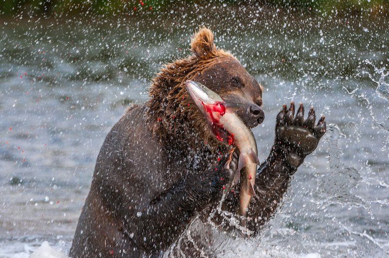 Поймал ! фото превью