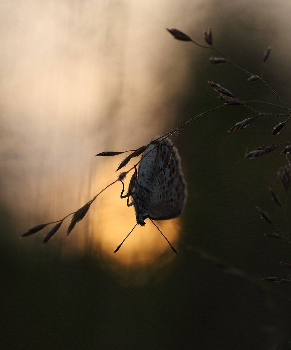, Сергей Таланов