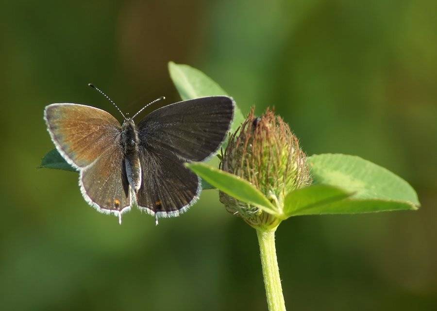 , Чепленко Алексей