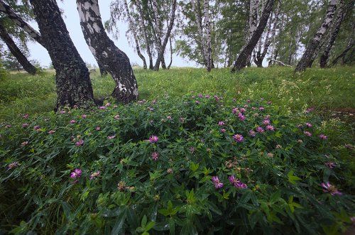 Pro ритмы берёзовой рощи