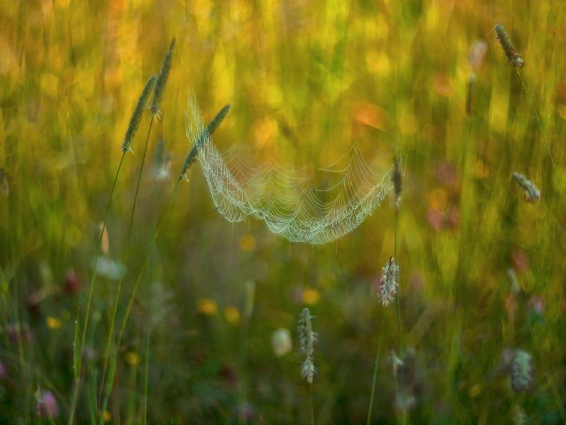 Импрессионизм фото превью