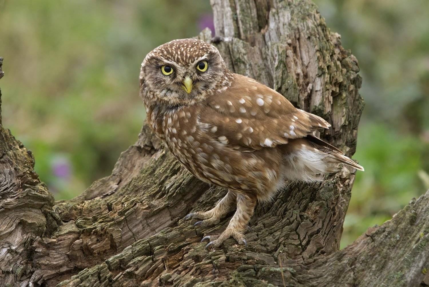 , Александр Гусар