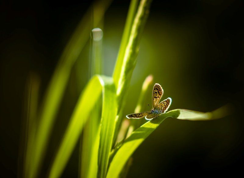 Небрежным росчерком пера... фото превью