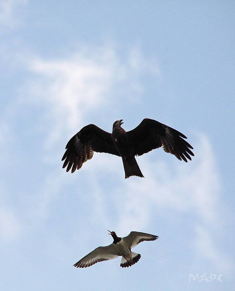 , Шангареев Марс