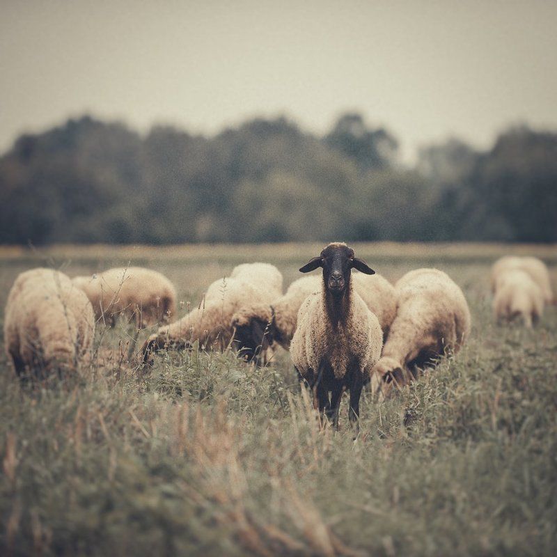 The Black Sheep фото превью