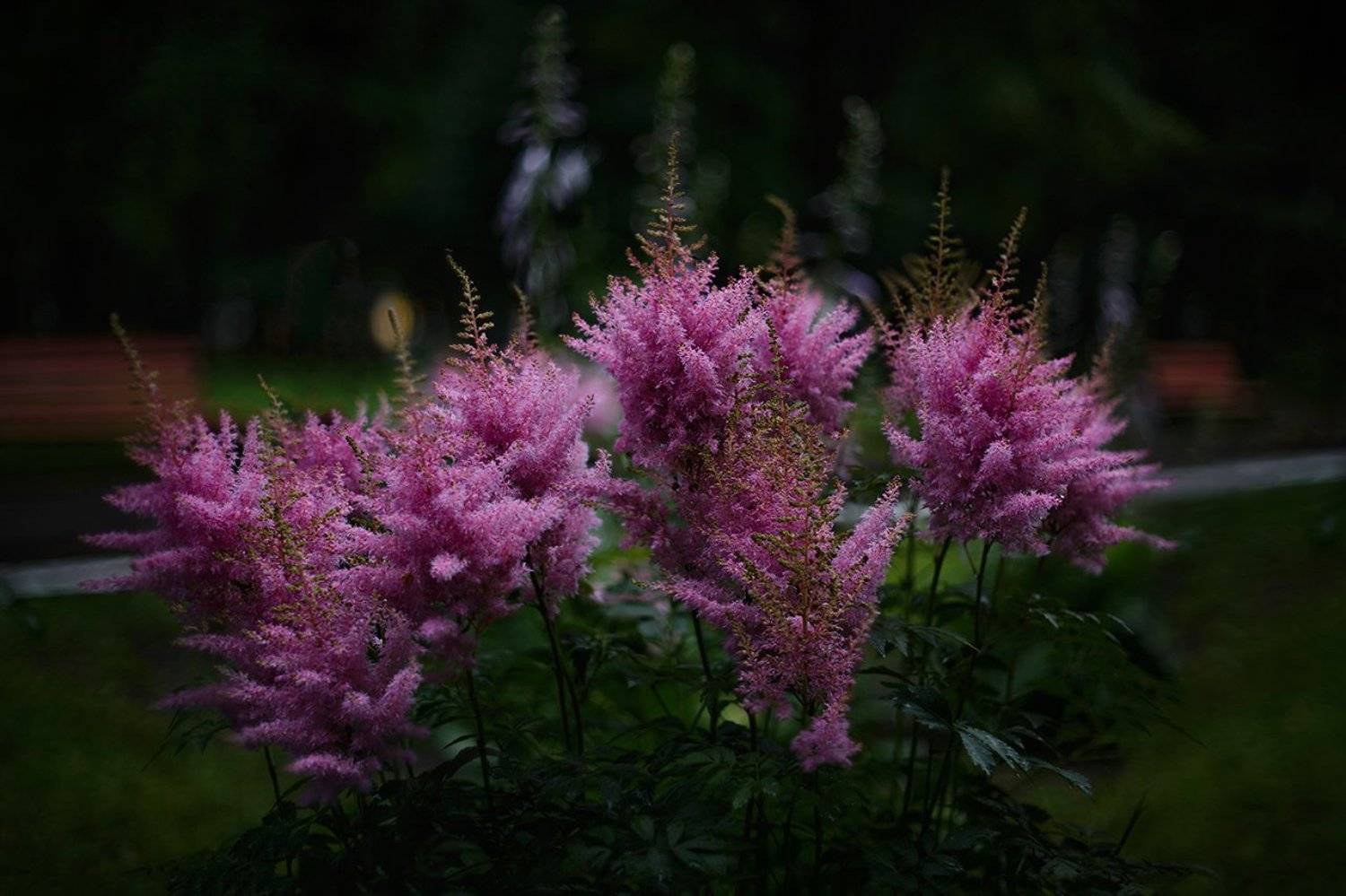 Astilba, Астильба, Парк, Пасмурно, Цветы, Сергей Хромов