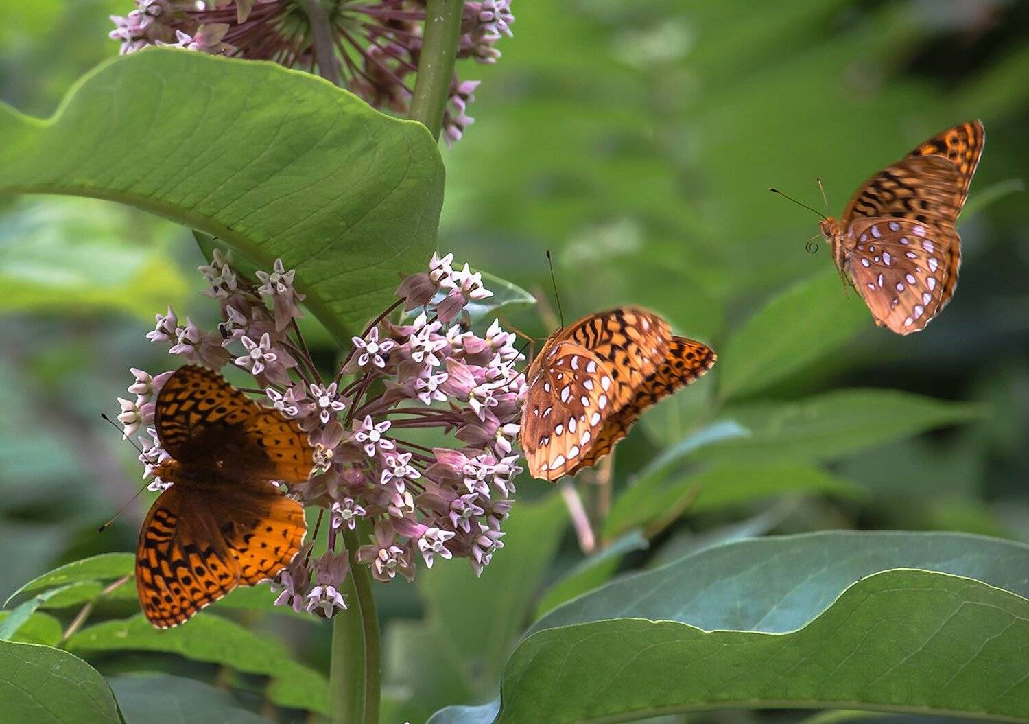Бабочка, Лето, Насекомые, Природа, Антонина