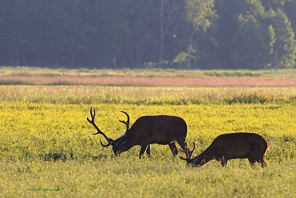 олени, Андрей Шимчук