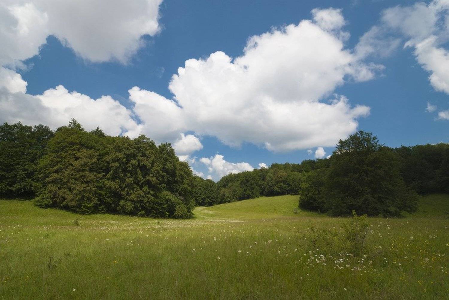 , Саша  Вайсберг / Waldschnepfe /