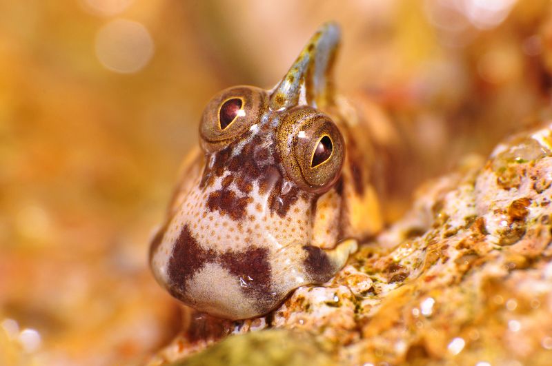 макро, портрет, природа, собачка, египет, прыгун, взгляд Портрет прыгуна фото превью