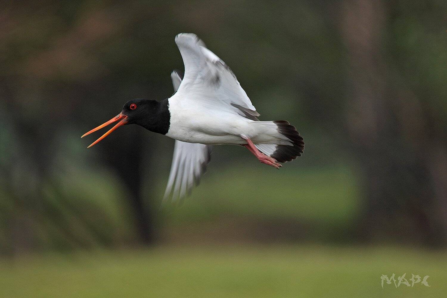 , Шангареев Марс