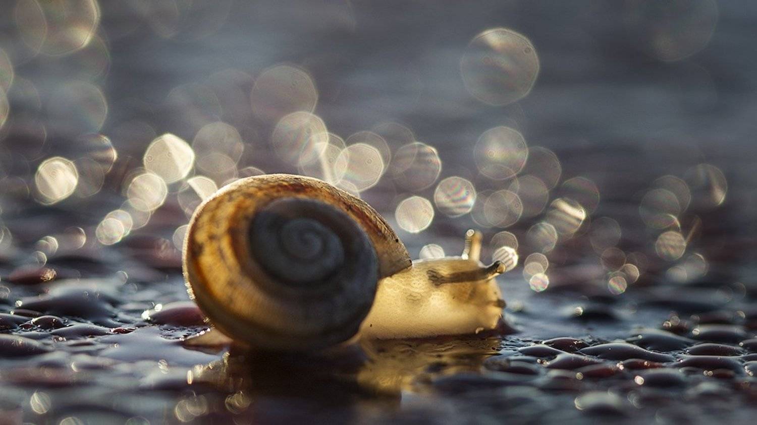 Макро, Улитка, Утро, Ирина Костова