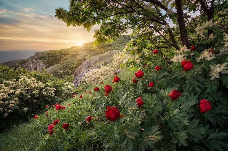 Wild peonies at sunset фото превью