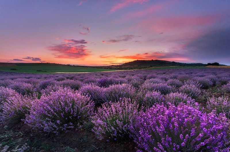 болгария, закат,  Сезон Лаванды фото превью