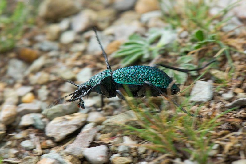 Крым, жук, насекомые, жужелица, Россия, макро, природа, carabus, crimea, wildlife, nature, macro, russia Спринтер фото превью
