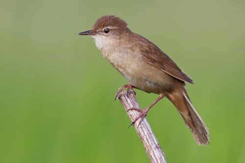 Соловьиный сверчок / Locustella luscinioides / Savi's warbler.