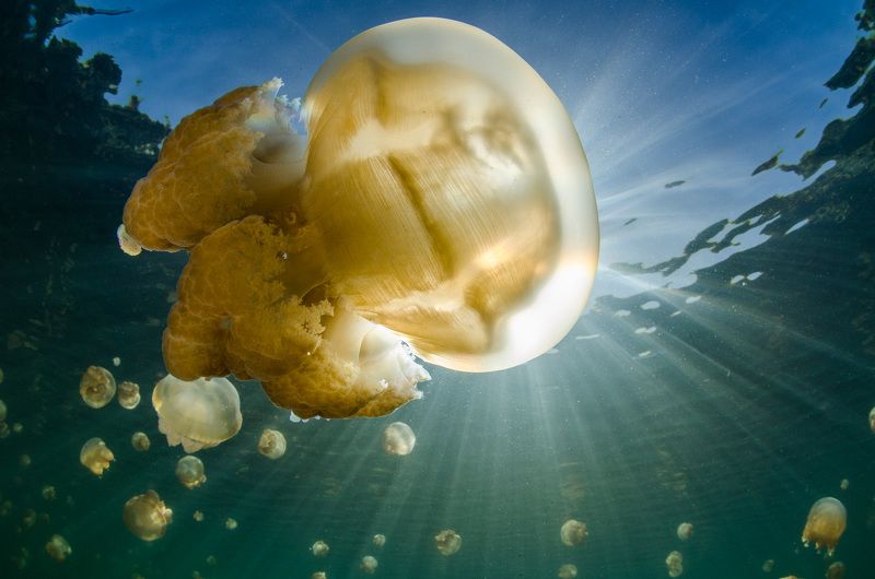 природа, подводный мир, море, животные, дикая природа, солнечные лучи Медуза-лампочка фото превью