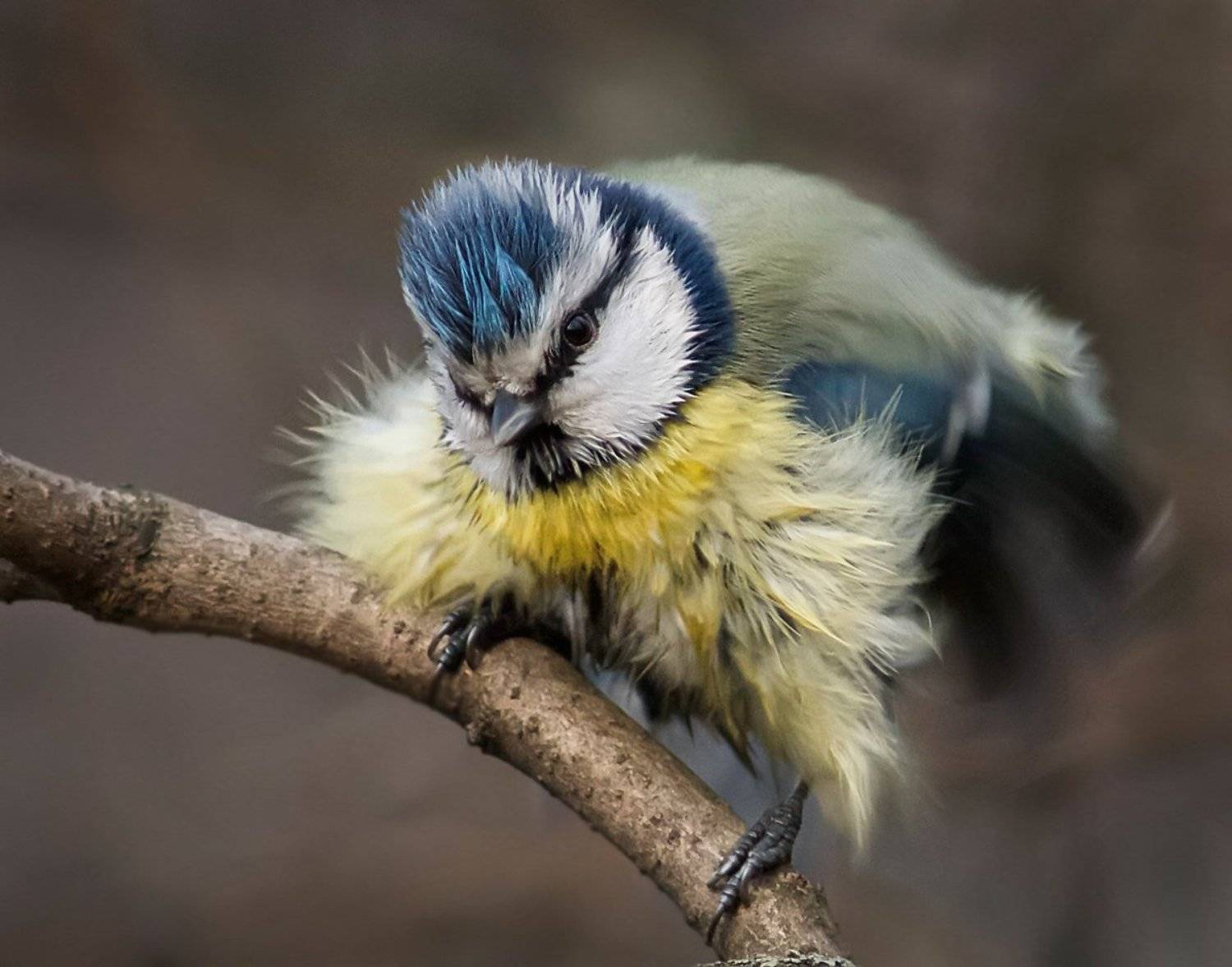 , Зоя Лаптева