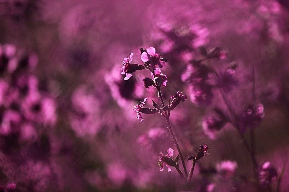 , Иваненко Светлана