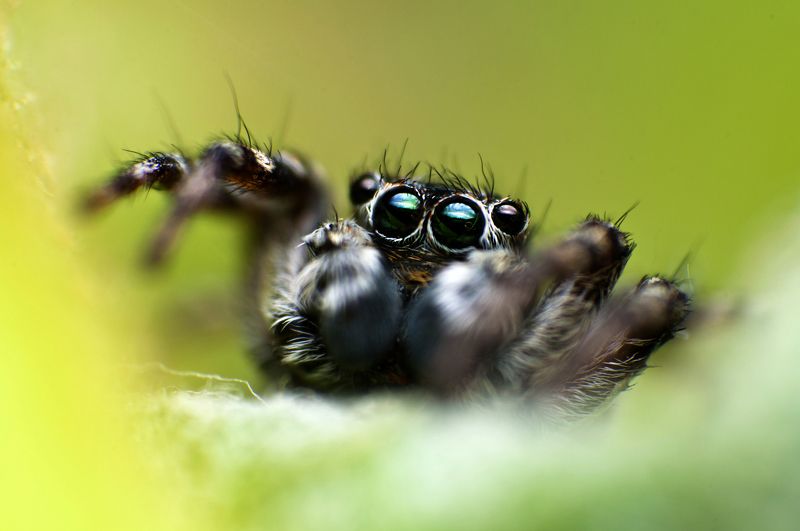 природа, макро, паук Инопланетянин фото превью