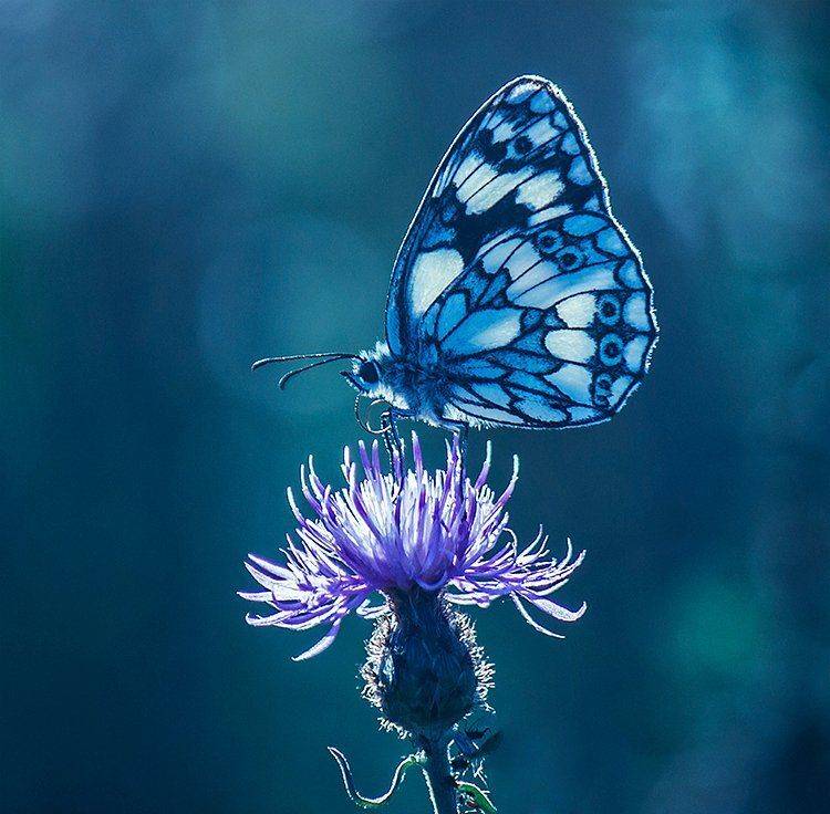, Pawel Plucinski