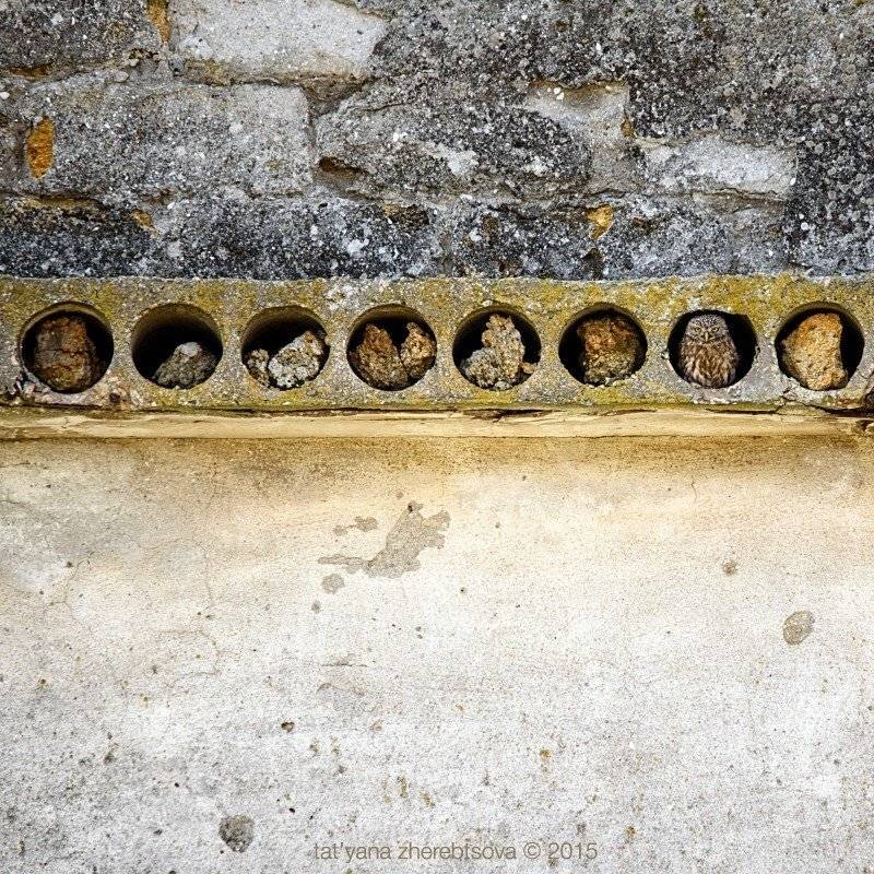 домовый сыч, Татьяна Жеребцова