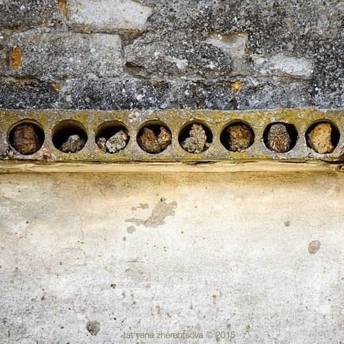 Наперсточник