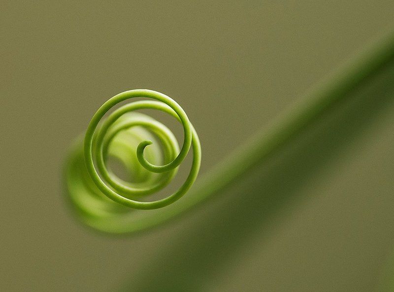 пассифлора Факсимиле фото превью