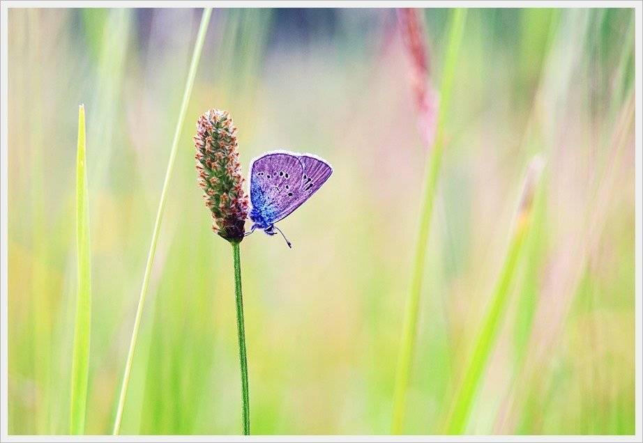 , Krzysztof Trojanowski