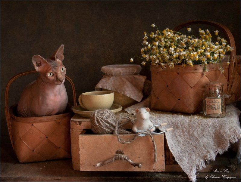 rats\'n\'cats, кошки, крыска-игрушка, натюркотики Rats\'n\'Cats. Приключения Феликса. Продолжение фото превью