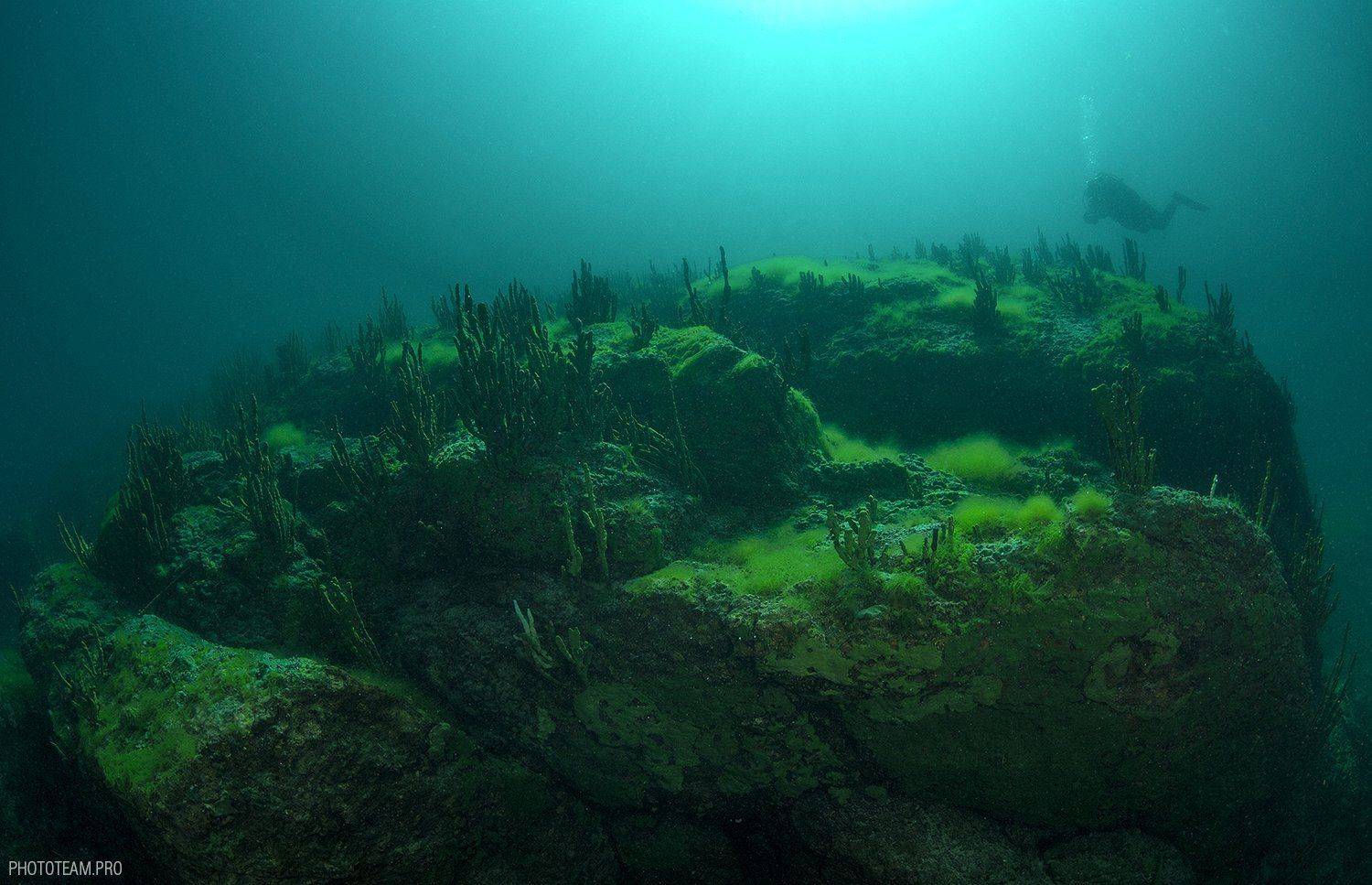 , Витя Лягушкин