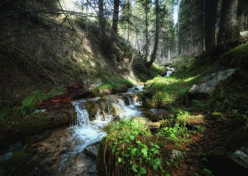 Там, где бродит леший фото превью