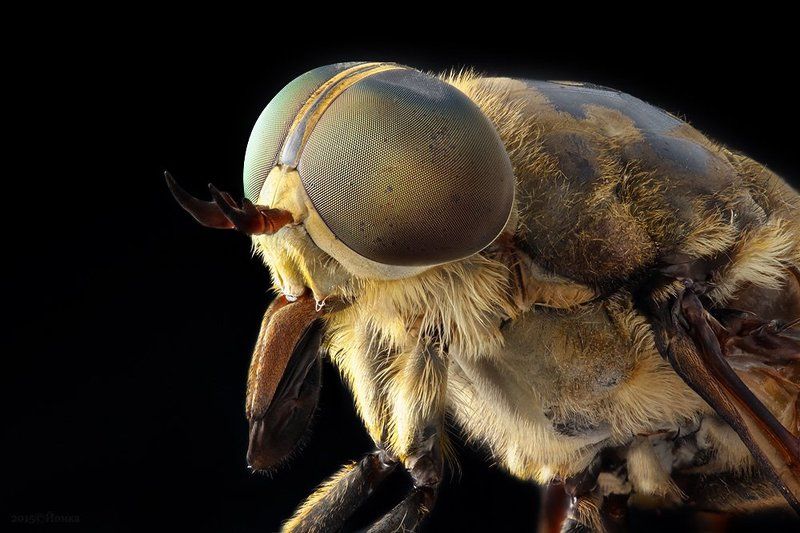 Портрет слепня фото превью