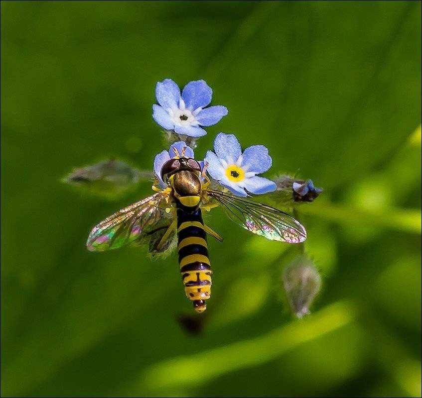 , Бурлов Андрей