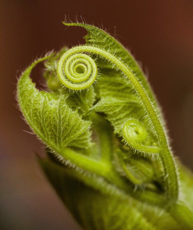 Личинка тыквы фото превью