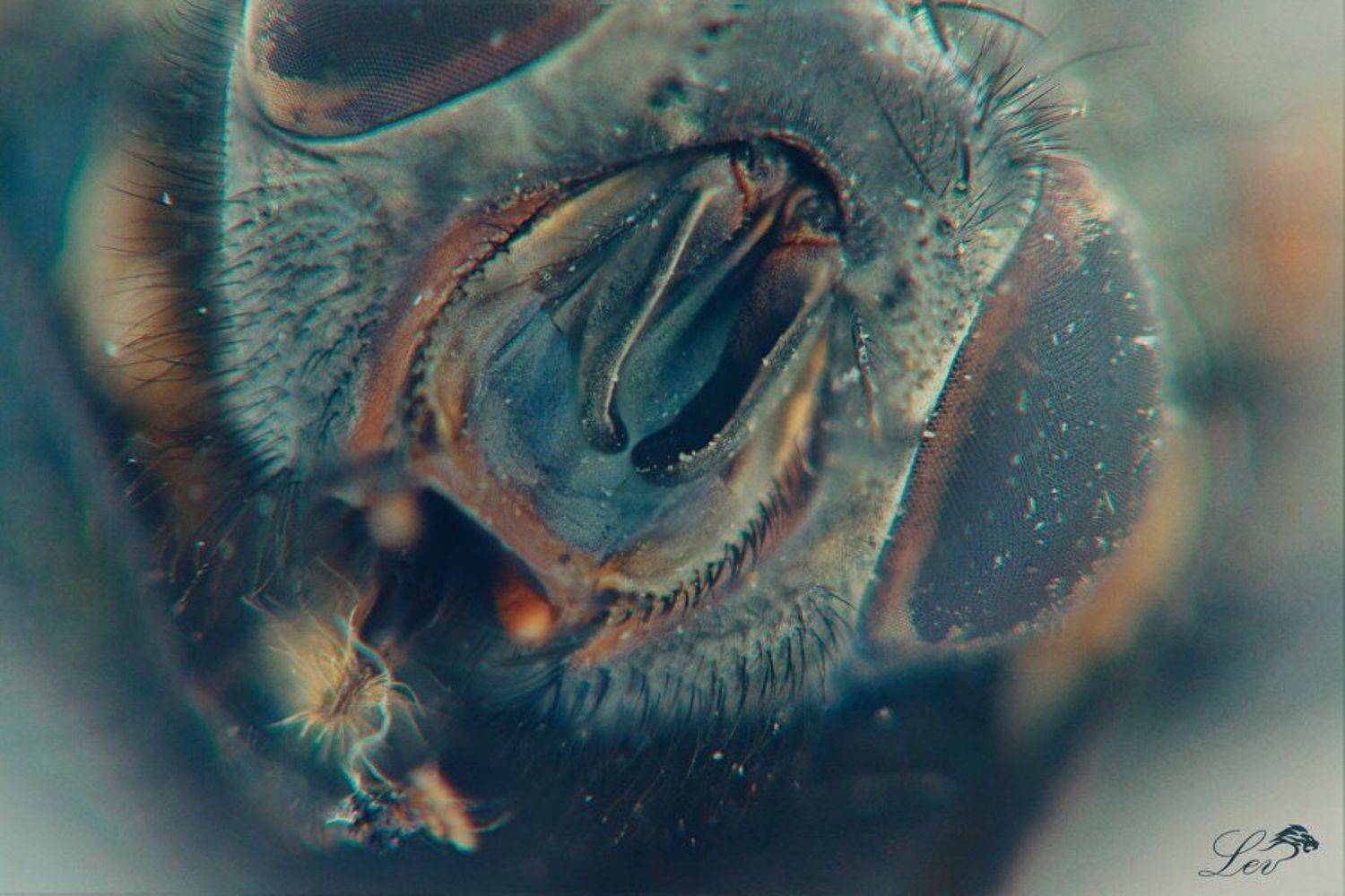 Муха, цветное фото, супер, макро, ужасы, насекомые, ЦЦ, журчалка, Fly , color photo , super macro , horror , insects, CC , hoverfly, Андрей